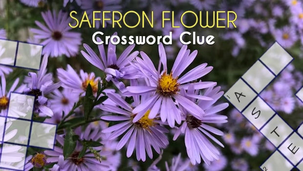 The Saffron Flower: A Puzzle of Delightful Mystery